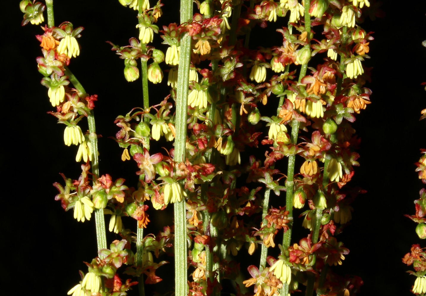 Rumex da determinare